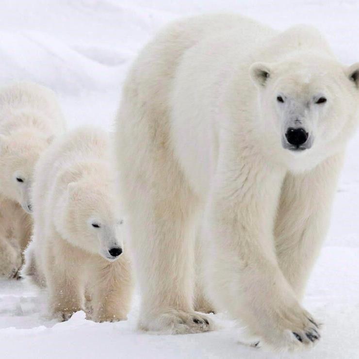 Avian flu feared in ºÃÉ«tv polar bears after disease kills bear in Alaska